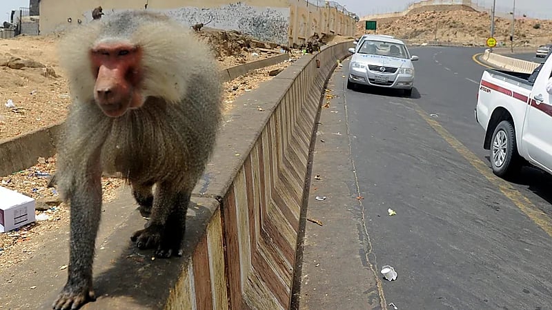 الحياة الفطرية: 500 ريال غرامة على من يطعم قرود البابون .. فيديو
