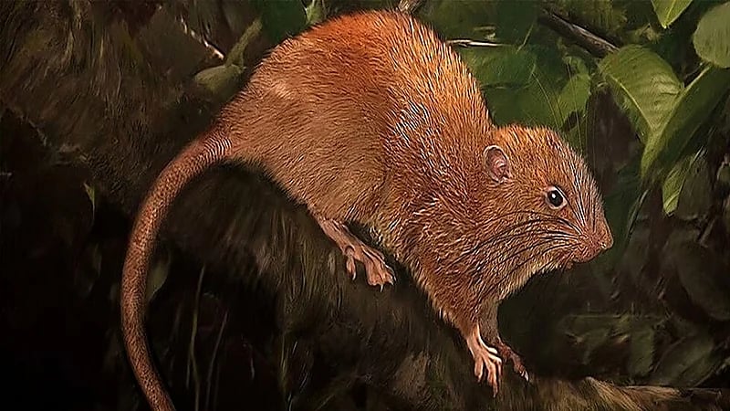 رصد جرذاناً عملاقة نادرة في شيكاغو