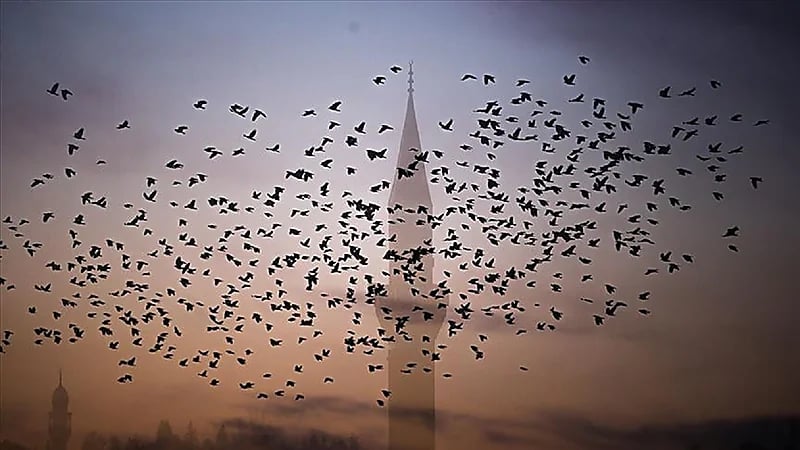 حقيقة ظهور "طير الأبابيل"