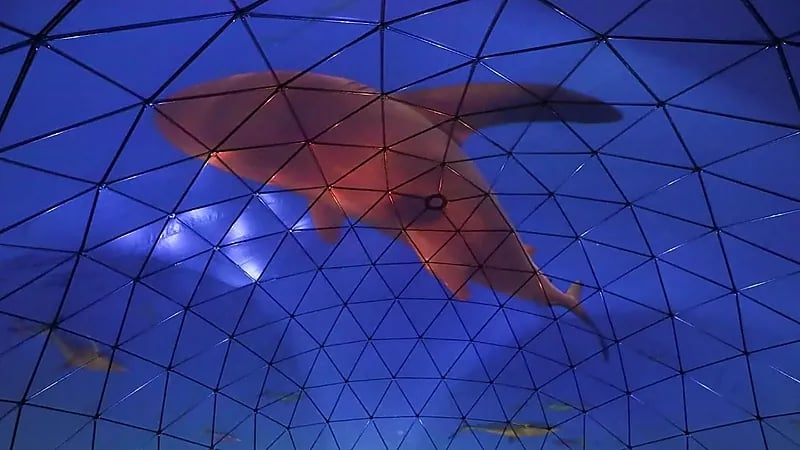 هجوم سمكة قرش يتسبب في مقتل ممثل أمريكي في هاواي