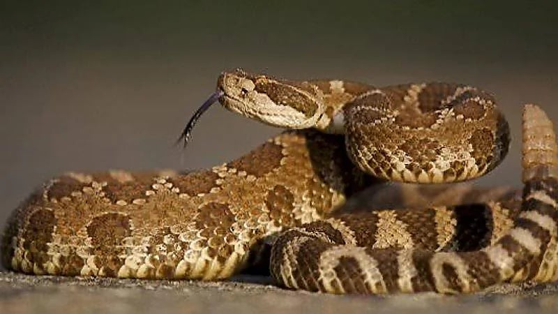 وفاة موظف بحديقة حيوانات إثر لدغة أفعي سامة