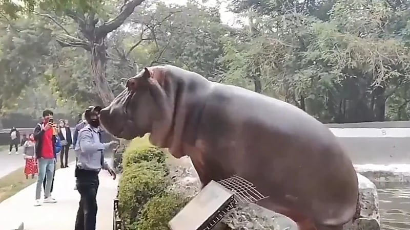 شجاعة حارس أمن تمنع فرس نهر من الهروب في حديقة الحيوانات .. فيديو