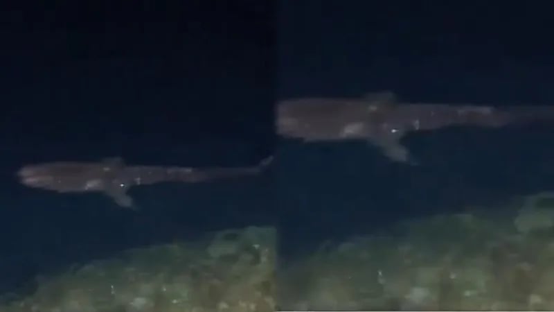 ظهور قرش النمر بطول 7 أمتار في سواحل جدة..فيديو