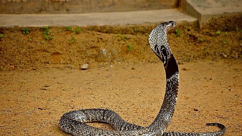 رضيع يعض كوبرا حتى الموت في حادثة صادمة بالهند