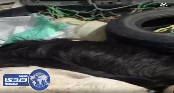 ماشية نافقة أمام مطعم في الطائف