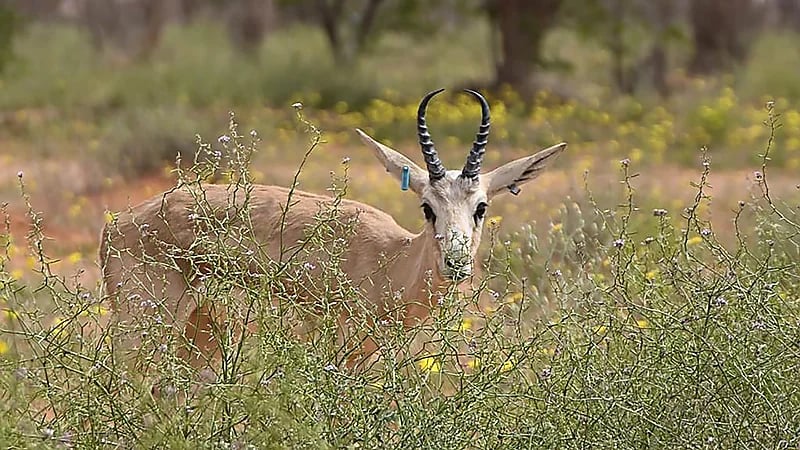 إعادة 40 كائنًا مهددًا بالانقراض إلى موطنها الطبيعي في محمية الملك عبد العزيز الملكية