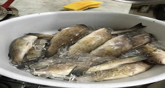 بالصور.. ضبط لحوم وأسماك مجهولة المصدر في عسير