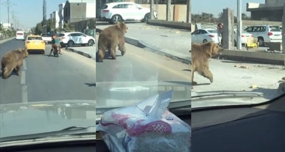 بالفيديو.. " دب " يقتحم شوارع البصرة قبل عيد الحب