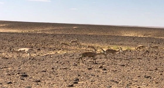 " الحياة الفطرية " : إطلاق 40 ظبي بمحمية الخنفة