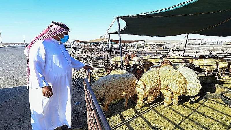 يمتلك 500 رأسًا فأقل..شروط استحقاق دعم صغار مربي الماشية