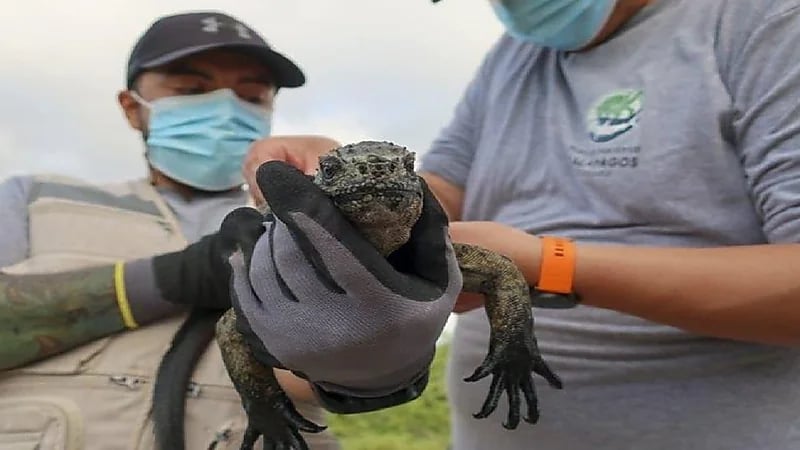 العلماء يكتشفون نوعاً جديداً من السلاحف العملاقة
