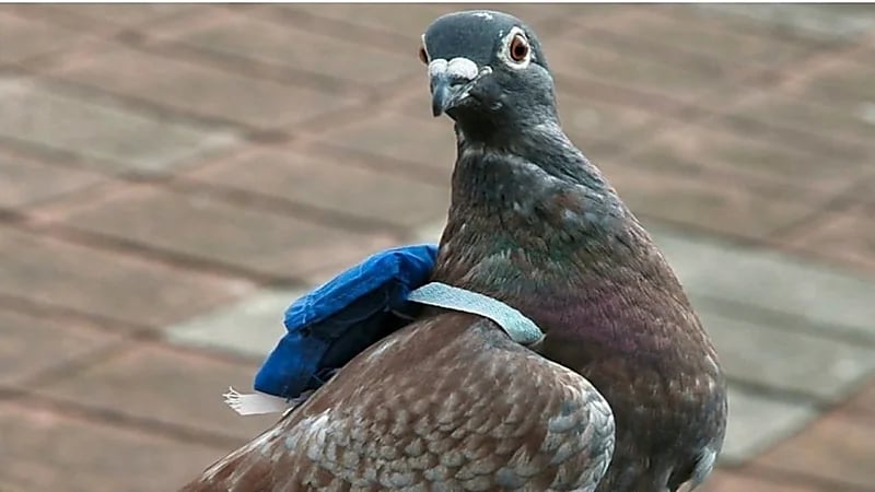 القبض على حمامة بتهمة تهريب المخدرات