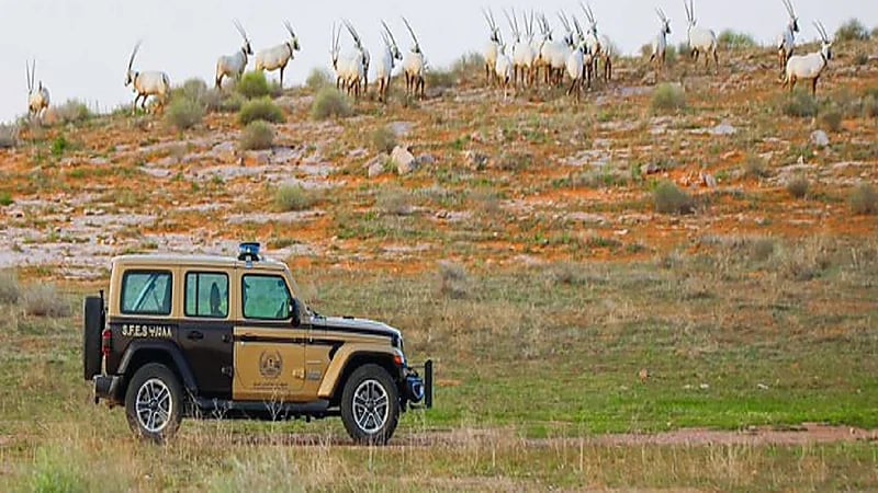 الأمن البيئي : 90 ألف ريال عقوبة صيد المها الوضيحي