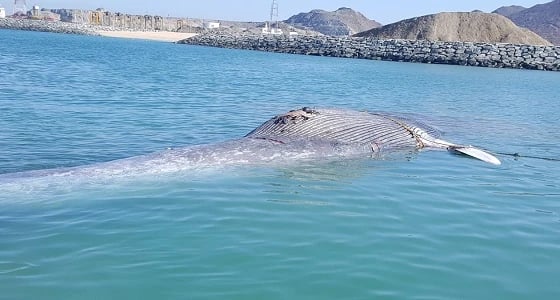 بالصور.. العثور على حوت نافق بالشارقة