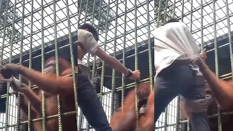 فيديو..نهاية مؤلمة لشاب سخر من إنسان الغاب