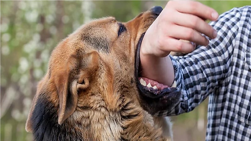 "سعود الطبية" يقدم 4 نصائح للوقاية من داء الكلب