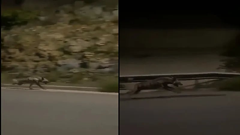 بالفيديو .. ضبع يسابق السيارات بسرعة كبيرة