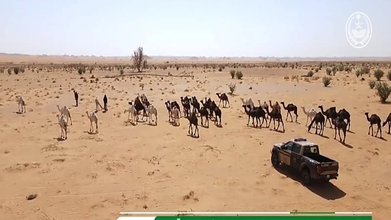 بالفيديو.. ضبط 51 مخالفًا لنظام البيئة في عدد من المناطق