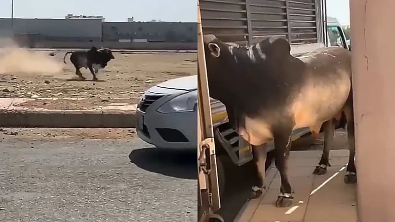 بالفيديو.. ثور هائج يتسبب في حالة ذعر للمارة بجدة