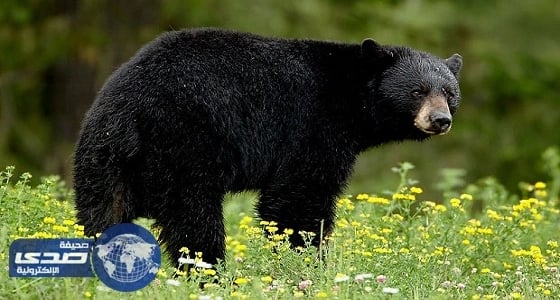 رومانيا تدرس إرسال الدببة إلى الدول