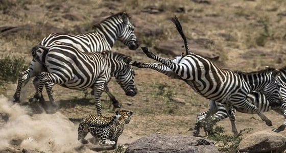 بالصور.. حمار وحشي يهرب من نمر جائع بأعجوبة