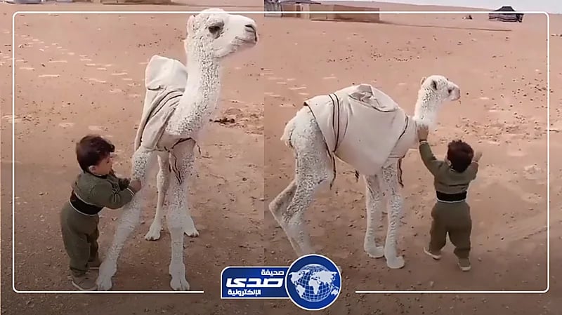 مشهد عفوي لطفل يداعب حواراً صغيرًا..فيديو