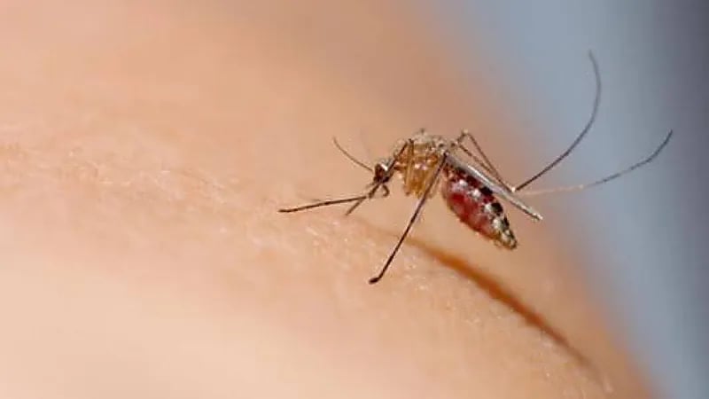 دراسة جديدة: الشاي والقهوة سبب تجمع البعوض على الجسم