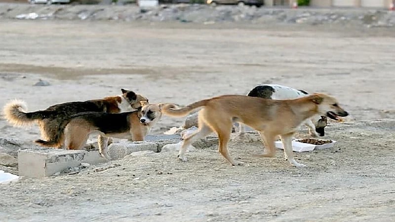 وفاة طفل هاجمه كلب ضال في شاطئ العقير بالأحساء