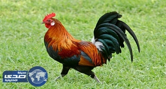 مسن يأكل ديك بـ20 ألف ريال في الباحة