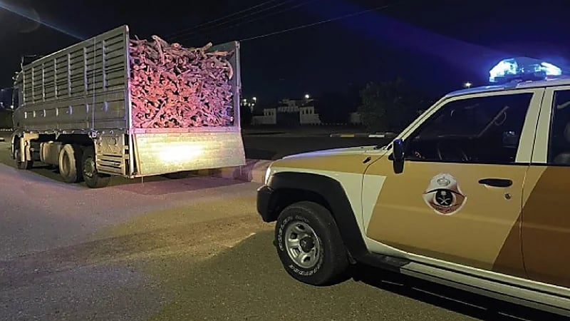 ضبط مخالفًا لنظام البيئة في المهد.. فيديو