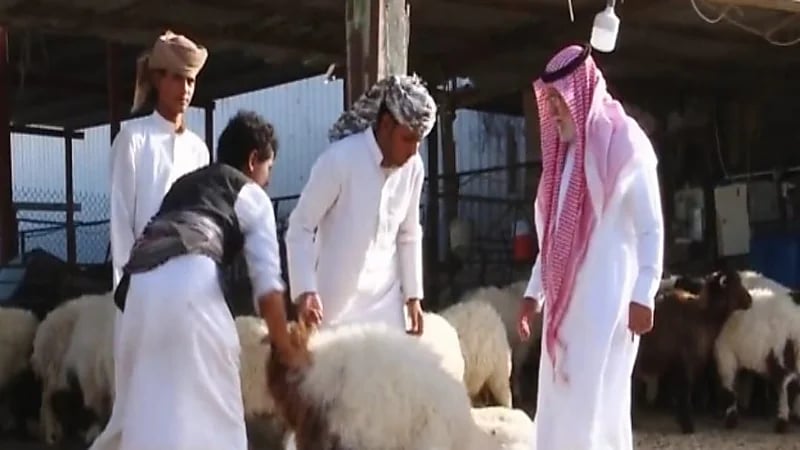 شاهد.. تجار يوضحون سبب ارتفاع أسعار المواشي في أسواق المملكة