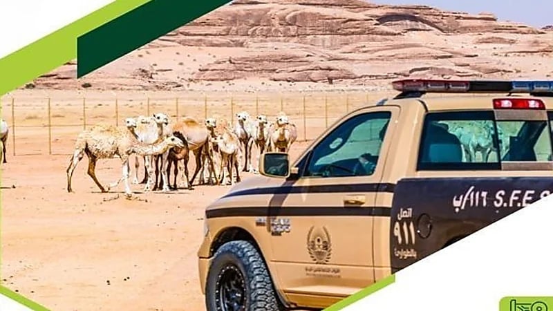 ضبط 50 مخالفًا لنظام البيئة لارتكابهم مخالفات رعي