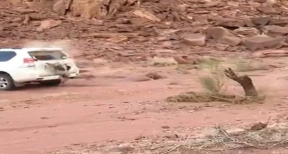 بالفيديو.. شاب حاول اقتلاع فرع شجرة بمركبته فكسر زجاجها