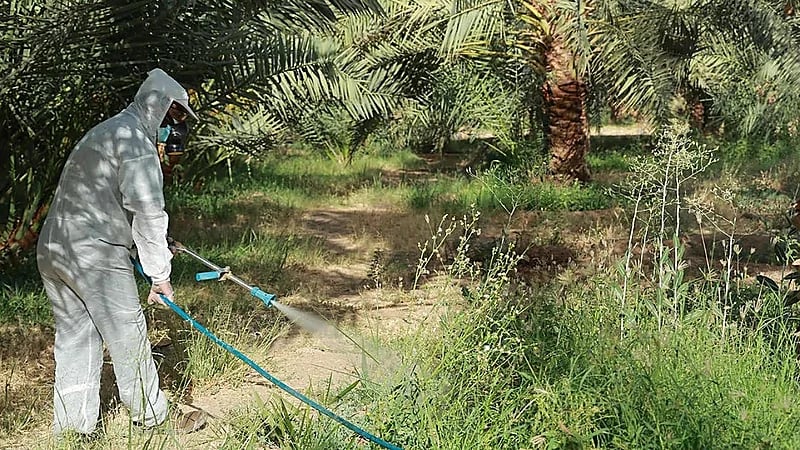 أسراب الجراد تغزو أفريقيا.. ولا تهديد على المملكة