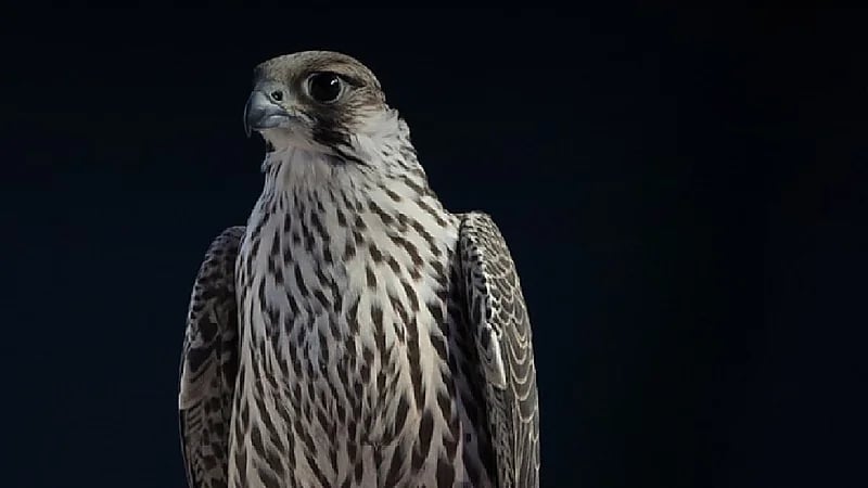 مبيعات مزاد نادي الصقور السعودي تتجاوز حاجز الـ 4 ملايين ريال