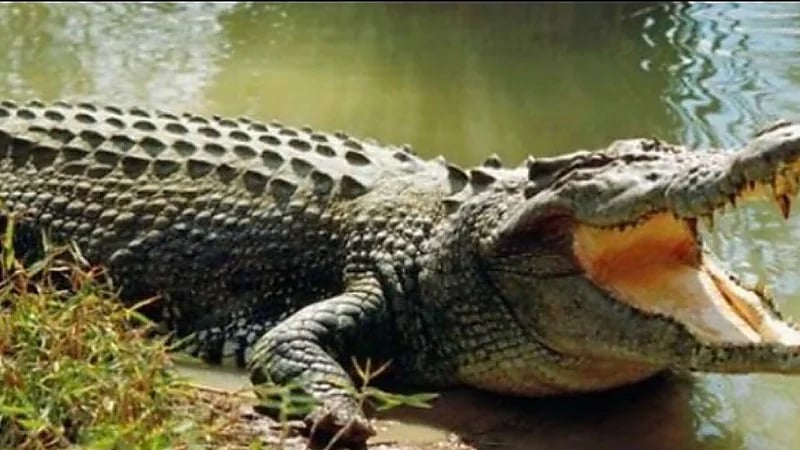 تمساح مفترس يقتل طفل ببشاعة