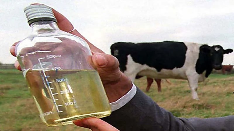 برلمانية هندية: شرب بول البقر يشفي من كورونا