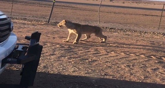 السيطرة على لبؤة هاربة ب " الحسي "