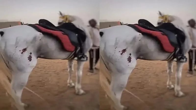 العقوبة المتوقعة ضد معذب الخيل بجدة