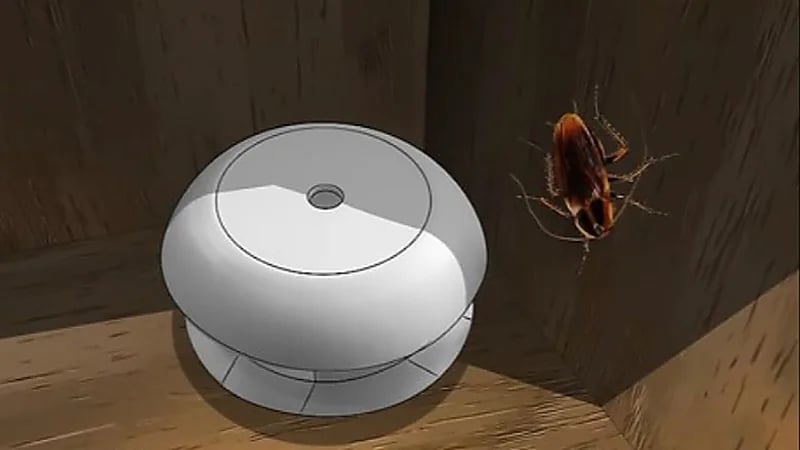 شركة أمريكية تعرض 2000 دولار مقابل تربية الصراصير في المنزل