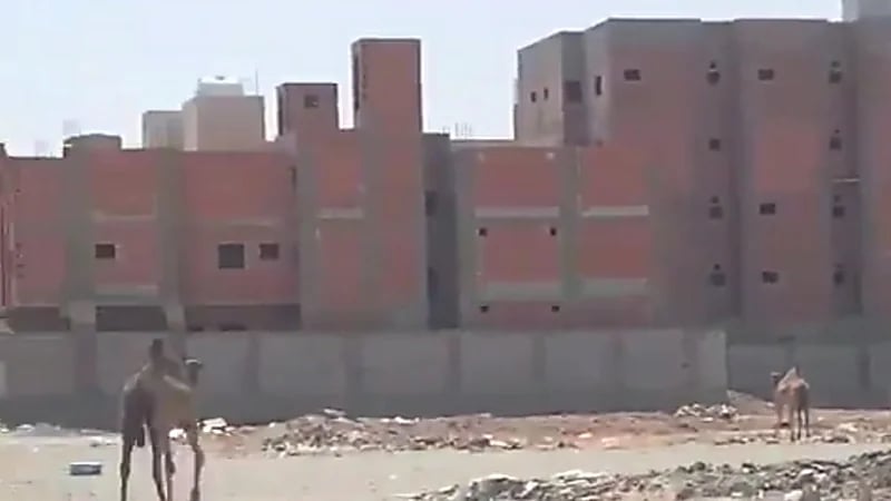 بالفيديو.. تجول إبل سائبة داخل مخططات ولي العهد السكينة وأمانة العاصمة المقدسة تتفاعل