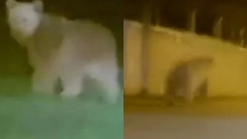 بالفيديو.. دب مفترس يتجول في إحدى شوارع تركيا
