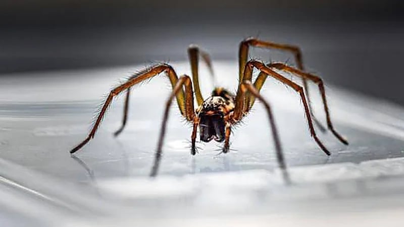 موجة الأمطار تتسبب في غزو العناكب والثعابين الضخمة للأحياء السكنية