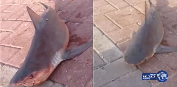 أسماك القرش تغزو كورنيش القطيف