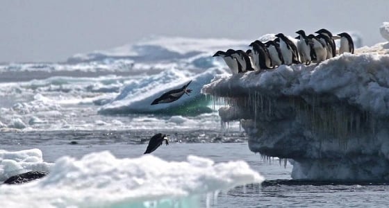 اكتشاف 1.5 مليون بطريق في جزيرة نائية