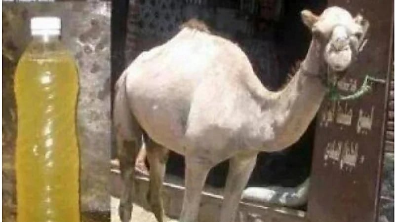 الخضيري: "بول الإبل" لعلاج السرطان كذب ومتاجرة بالطب النبوي