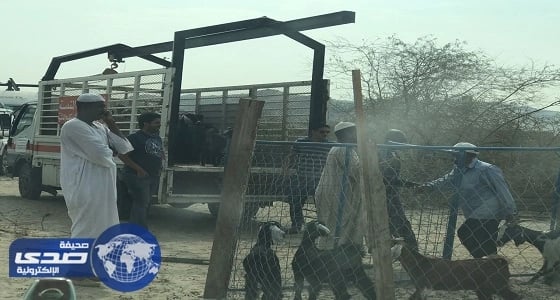 بالصور.. حملة مكثفة لإجلاء الحظائر المخالفة ببلدية الشوقية