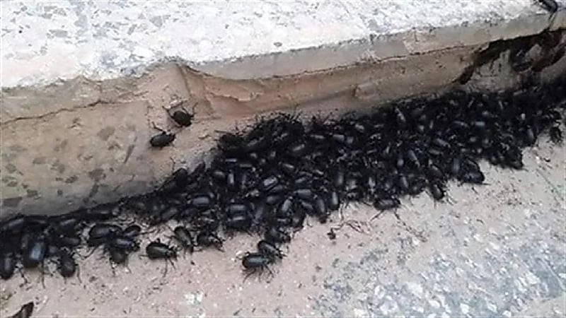 الخنافس تدمر مدينة في الأرجنتين