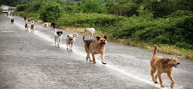 روسيا تكشف عن مخططها لذبح الكلاب الضالة قبل مونديال 2018