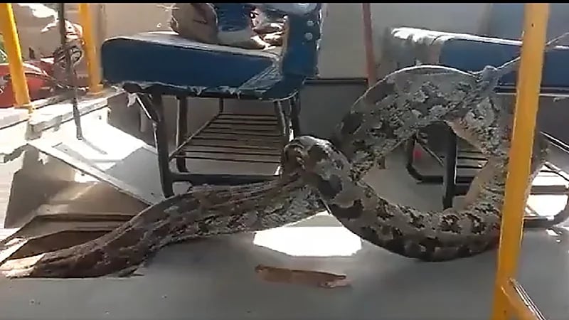 شاهد .. ثعبان عملاق بطول يتجاوز 3 أمتار داخل حافلة مدرسية